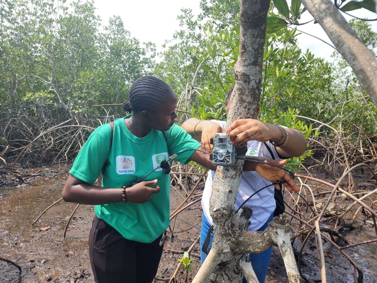 Two club field team members fastening a camera trap to a tree in a mangrove setting.
