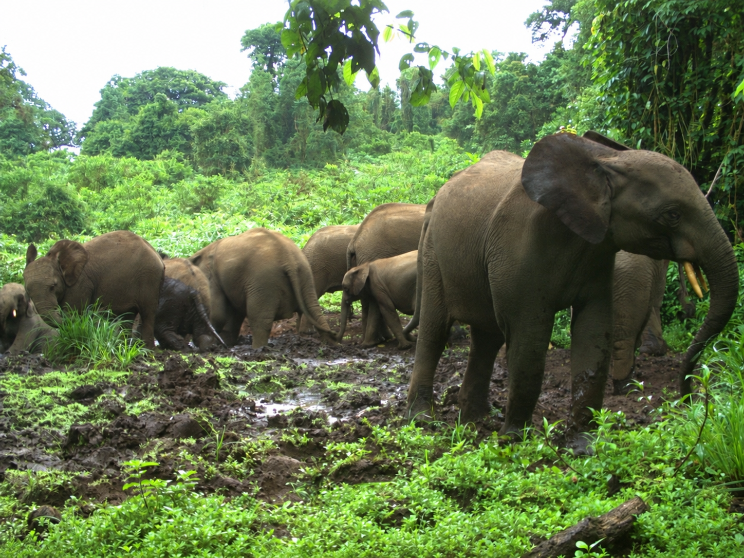 Elephants recorded by a camera trap in a forest clearing.