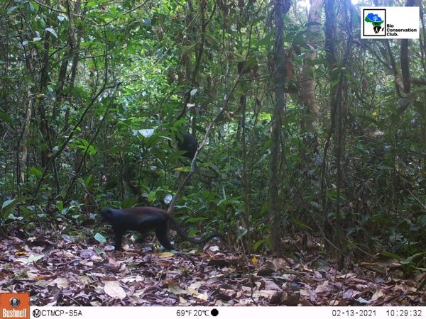 Forest primates recorded by a camera trap among trees and leaf litter.