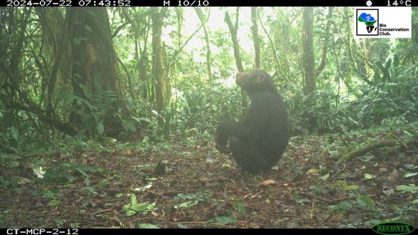 A forest ape seated in front of a camera trap.
