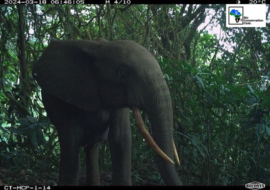 An elephant photographed by a camera trap in dense forest.