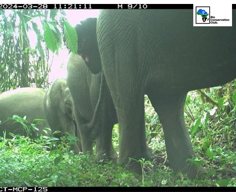 A group of elephants passing close to a forest camera trap.