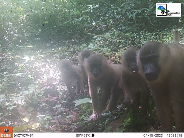 A group of forest primates approaching a camera trap.