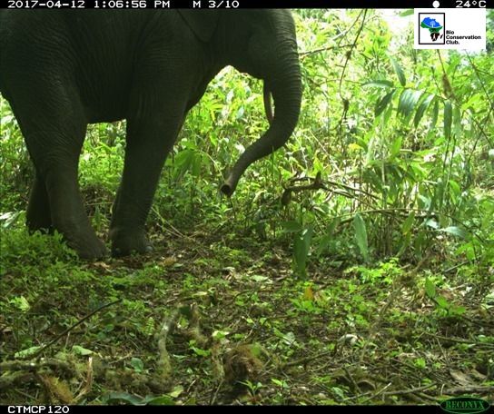 An elephant with its trunk curled above the forest floor, recorded by a camera trap.