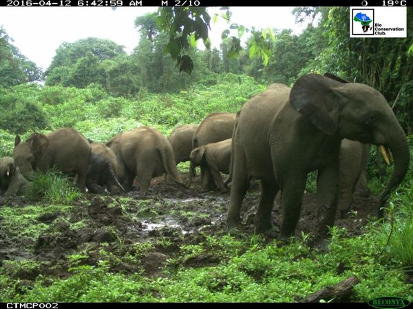 A herd of elephants with young animals in a forest clearing, recorded by a camera trap.