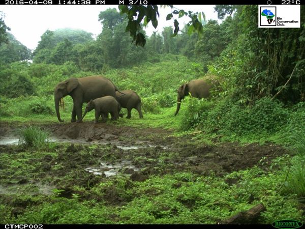 Adult elephants and a calf crossing a green forest clearing, recorded by a camera trap.