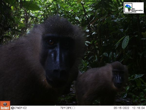 Two forest primates close to a camera trap, with green foliage behind them.