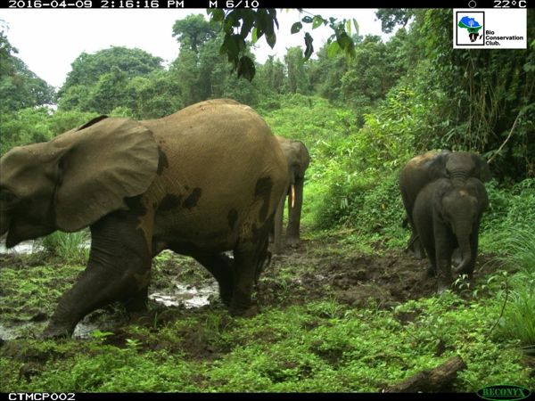 Elephants moving through a muddy forest clearing, recorded by a camera trap.