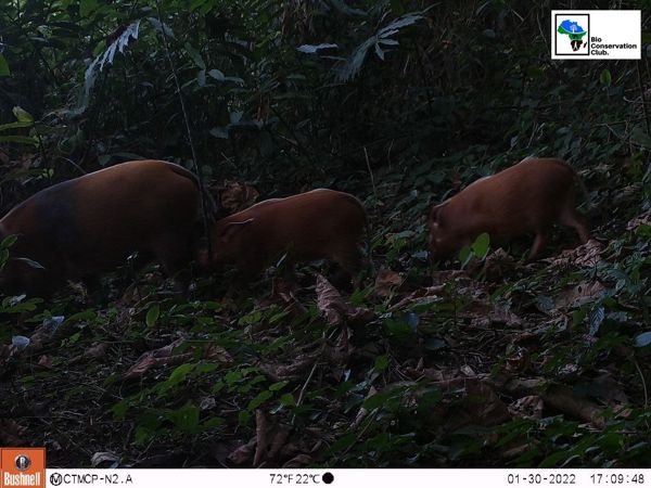A group of reddish wild pigs moving through forest undergrowth, recorded by a camera trap.