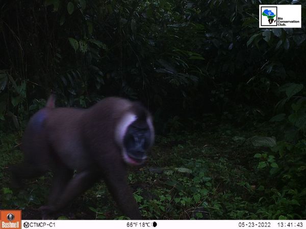 A forest primate moving past a camera trap among dense vegetation.