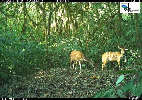 Two striped antelopes standing in a sunlit patch of forest, recorded by a camera trap.
