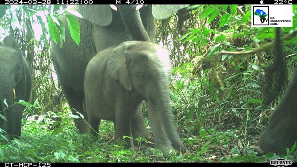 An elephant calf passing the camera trap with adult elephants nearby.