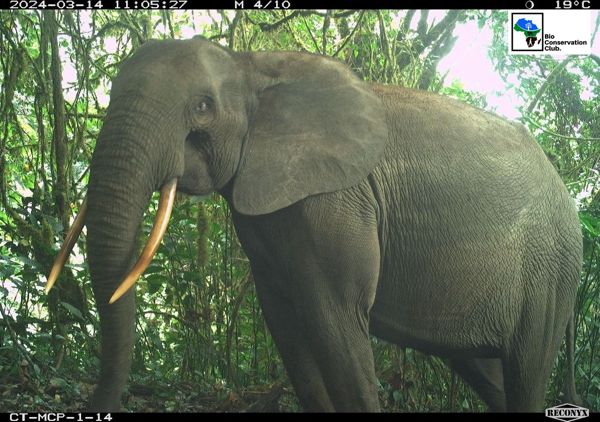 A close view of an elephant with tusks in forest vegetation, recorded by a camera trap.