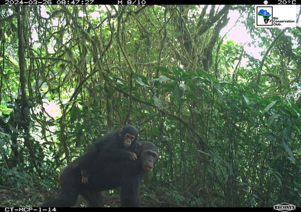 An adult forest ape carrying a young animal through dense vegetation, recorded by a camera trap.