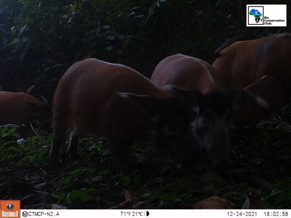 Wild pigs close to a camera trap in forest vegetation.