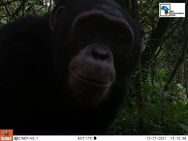 A close view of a forest ape looking toward a camera trap.