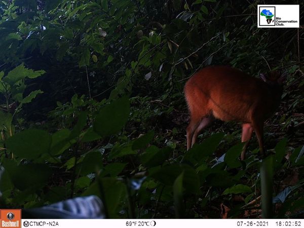 A reddish antelope standing among dense forest plants, recorded by a camera trap.