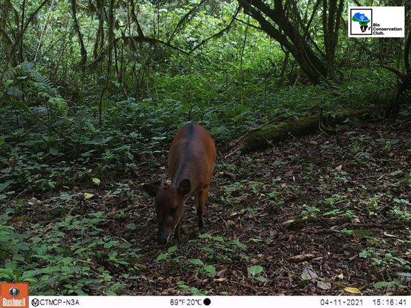 An antelope lowering its head toward the forest floor, recorded by a camera trap.