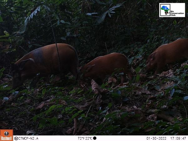 Three wild pigs foraging through leaf litter, recorded by a camera trap.