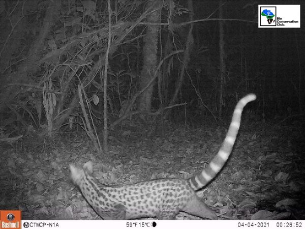 A spotted mammal with a ringed tail recorded at night by an infrared camera trap.