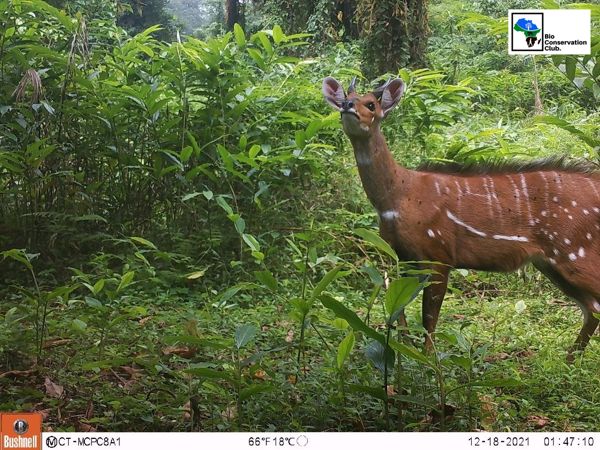 A striped antelope standing in green forest vegetation, recorded by a camera trap.