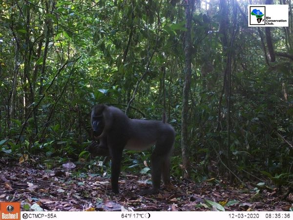 An adult forest primate with a young animal beside it, recorded by a camera trap.