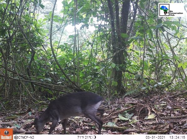 A dark-coloured antelope moving across the forest floor, recorded by a camera trap.