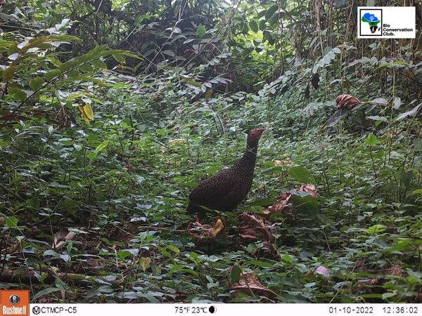 A forest bird standing among low plants and leaf litter, recorded by a camera trap.