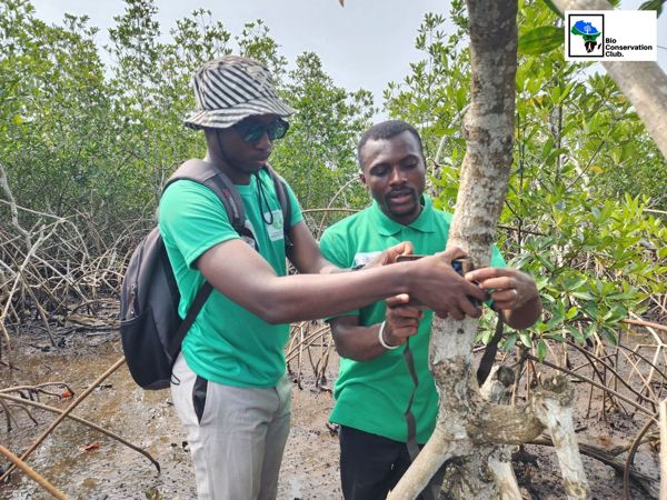 Two field team members fastening a camera trap to a tree among mangrove roots.