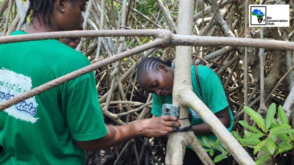 Field team members securing a camera trap around a tree among mangrove roots.