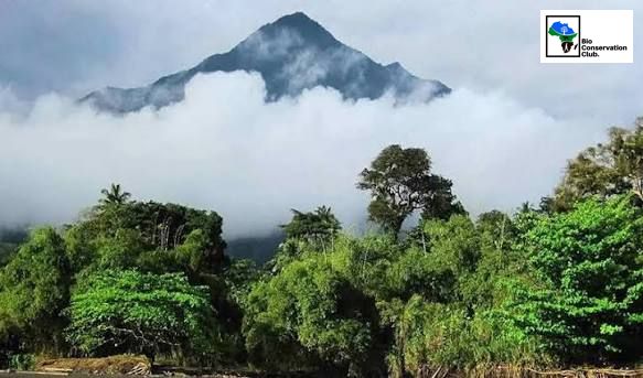 Mountain peak rising above clouds and forest.