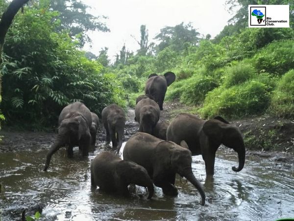 Elephants recorded by a camera trap.
