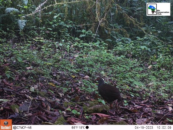 A forest bird recorded by a camera trap.