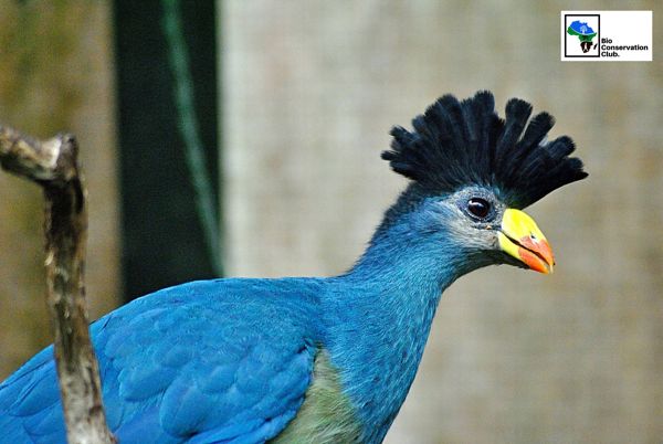 A colourful bird with a raised crest.